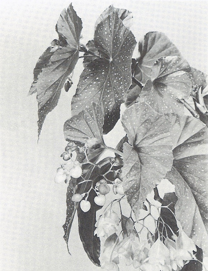 B. ‘Lucerna’